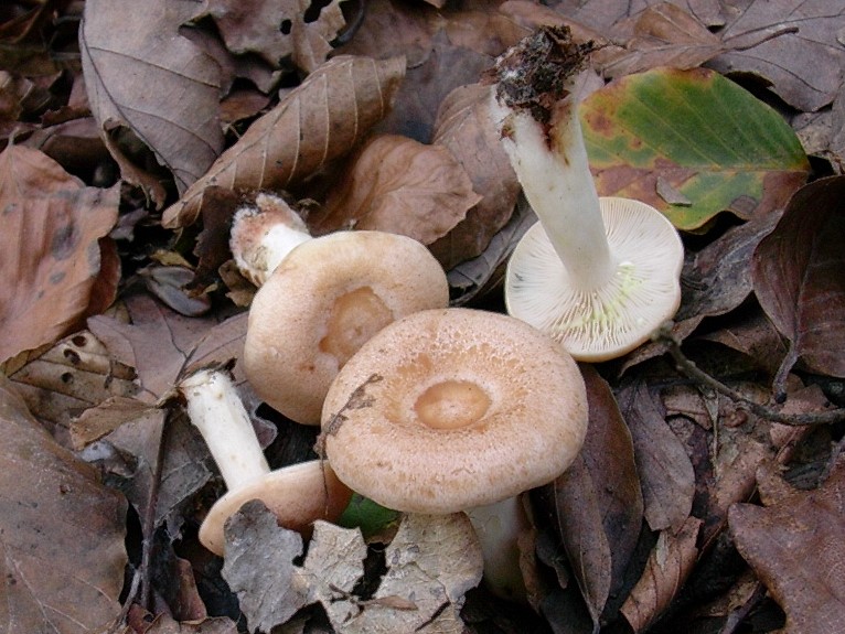 490 Novembre vecchio ritrovamento